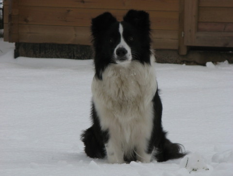 Hoshi, 15 months at wintertime.