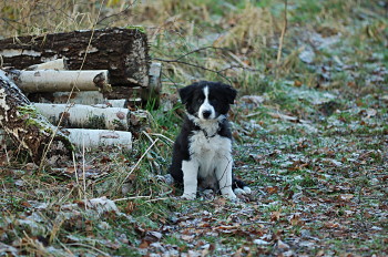 Picture made by Johan. Picture made by Johan.