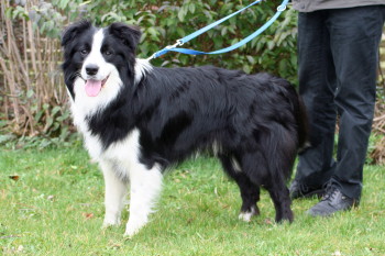 Ivanhoe, 11 maand