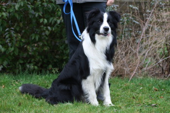 Ivanhoe, 11 maand
