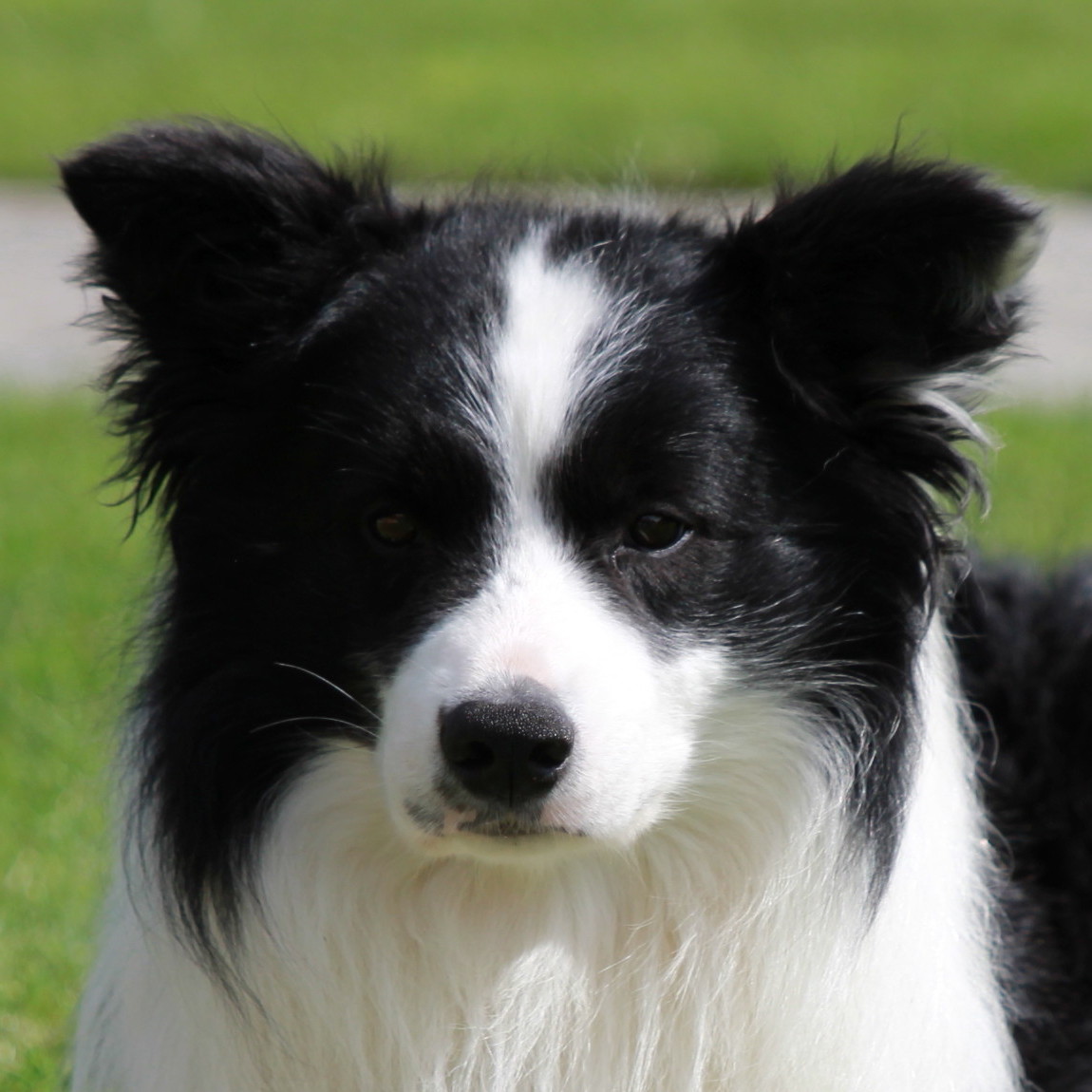 Tonkory border hot sale collies